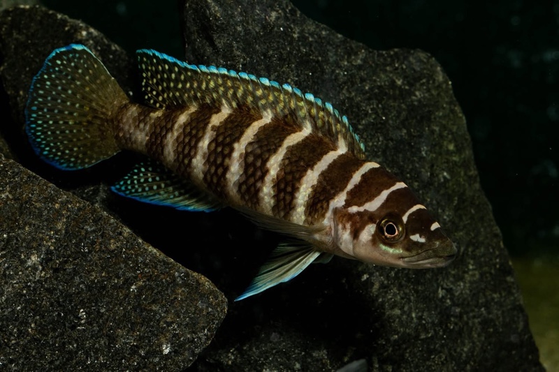 Neolamprologus cylindricus 'Kasanga'